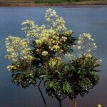 Myodocarpus fraxinifolius Hábito