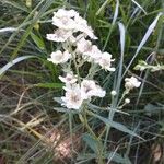 Rubus canescensFlor