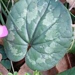 Cyclamen coum पत्ता