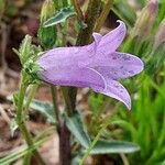 Campanula sibirica Kvet