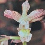 Eulophia clitellifera Λουλούδι