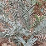 Encephalartos horridus Folha