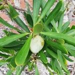 Garnieria spathulifolia Froito