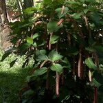 Amaranthus tortuosus Habitatea