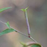 Ludwigia hyssopifolia Alkat (teljes növény)