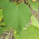Dombeya acutangula Leaf