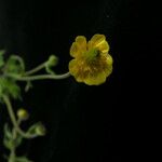 Ranunculus adoxifolius موطن