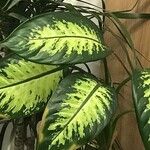 Dieffenbachia seguine (Jacq.) SchottFrunză