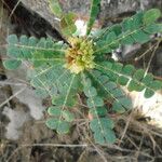 Biophytum umbraculum Hoja