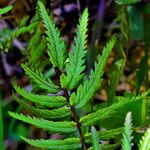 Pedicularis bracteosa Frunză