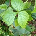 Cissus gongylodes Leaf