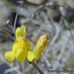 Neogaerrhinum filipes