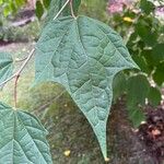 Alangium platanifolium Hoja