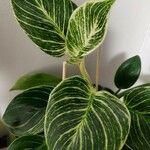 Calathea sanderiana Hoja