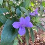 Barleria cristata Цвят