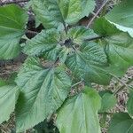 Helianthus annuusFolha