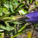 Gentiana acaulis Corteza