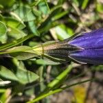 Gentiana acaulis പുറംതൊലി