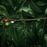 Protium heptaphyllum Fruit