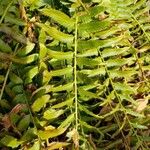 Polystichum acrostichoides ഇല