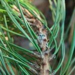 Pinus nigra List