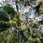 Sonneratia caseolaris Lorea