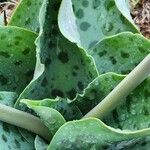Ledebouria revoluta Лист