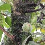 Ficus aspera Fruit