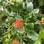 Metrosideros collinaFlower