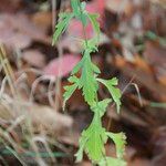 Chaiturus marrubiastrum Leaf