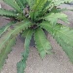 Asplenium antiquum Leaf
