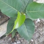 Ficus religiosa Folha