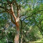 Caesalpinia echinata Bark