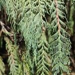 Cupressus cashmeriana Φύλλο