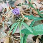 Centaurea nigraKvět