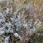 Teucrium polium Blad