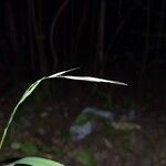 Brachypodium sylvaticum Fruit