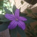 Browallia speciosa Flor