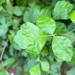 Rhus aromatica Leaf