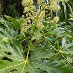 Fatsia japonicaFlor