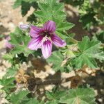 Malva durieui Blomma