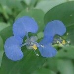 Commelina benghalensis Цвят