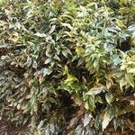 Sarcococca orientalis List