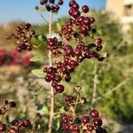 Lawsonia inermis Fruit