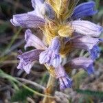 Phelipanche purpurea Fleur