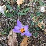 Crocus thomasii Kwiat