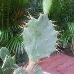 Opuntia dillenii Pokrój