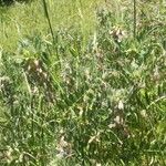 Vicia pannonica 整株植物