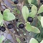 Ilex crenata Fruit