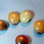 Smilax febrifuga Diğer